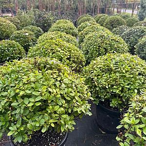 Azalea jap. 'Mary Ellen' Bolvorm Container 35lt. 60cm.