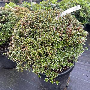 Azalea jap. 'Amoena' Bolvorm Container 35lt. 50cm.