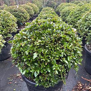 Azalea j. 'Laura Morleans' Bolvorm Container 35lt. 50cm.