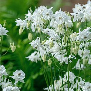 Aquilegia v. 'White Barlow' Pot 9cm.