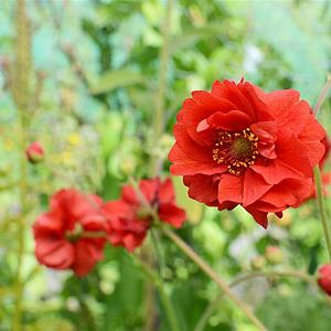 Geum chiloense 'Mrs Bradshaw' Pot 9cm.