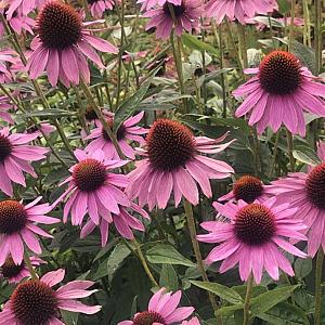 Echinacea purp. 'Little Magnus' Pot 9cm.