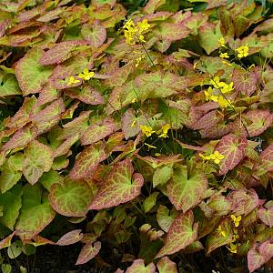 Epimedium perralc. 'Frohnleiten' Pot 9cm.