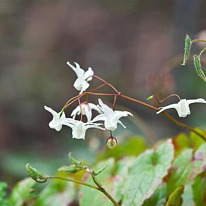 Epimedium youngianum 'Niveum' Pot 9cm.
