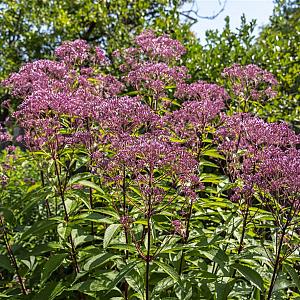 Eupatorium purpureum Pot 9cm.
