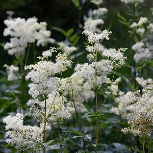 Filipendula ulmaria Pot 9cm.