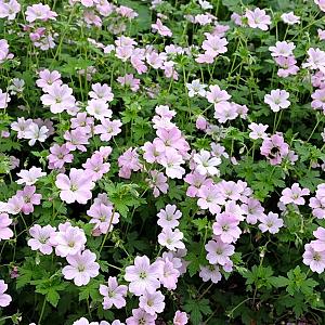 Geranium Dreamland Pot 9cm.