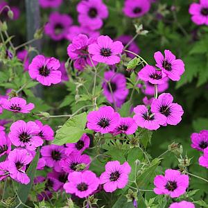 Geranium 'Patricia' Pot 9cm.