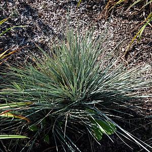 Helictotrichon sempervirens Pot 9cm.