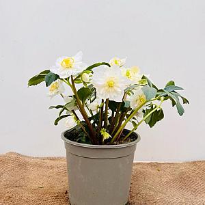 Helleborus orientalis Pot 9cm.