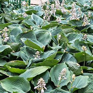 Hosta sieboldiana Container 2lt.