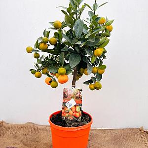 Citrus Limon Container 40lt.