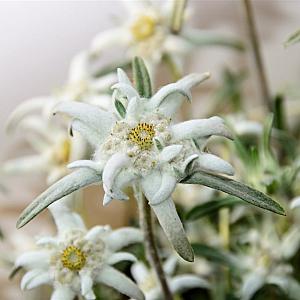 Leontopodium alpinum Pot 9cm.