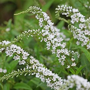 Lysimachia clethroides Pot 9cm.