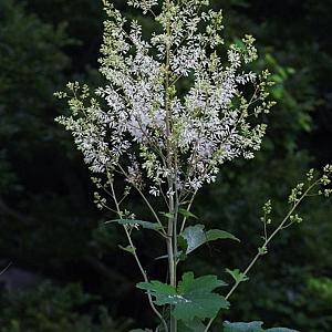 Macleaya cordata Pot 9cm.