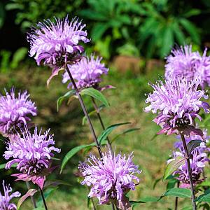 Monarda 'Beauty of Cobham' Pot 9cm.