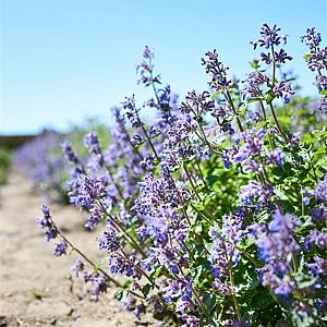 Nepeta faassenii 'Grol' Pot 9cm.