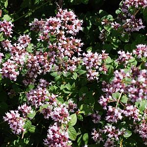 Origanum vulg. 'Compactum' Pot 9cm.