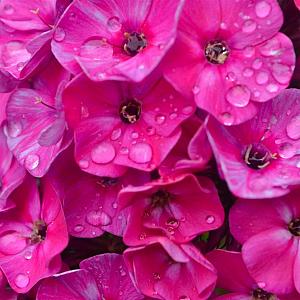 Phlox (P) 'Rijnstroom' Pot 9cm.