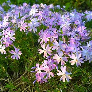 Phlox (S) 'Emerald Cushion Blue' Pot 9cm.