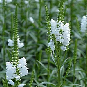 Physostegia virg. 'Alba' Pot 9cm.