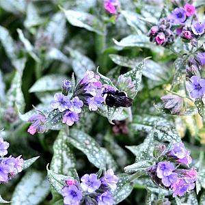 Pulmonaria longifolia 'E.B. Anderson' Pot 9cm.