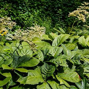 Rodgersia pinnata Pot 9cm.