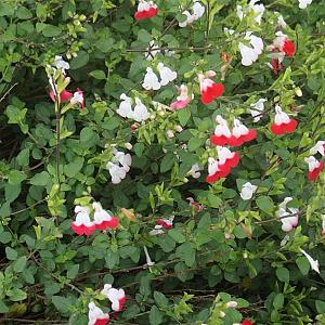 Salvia micr. 'Hot Lips' Pot 9cm.