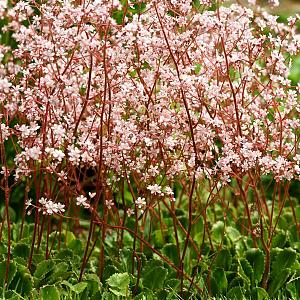Saxifraga urbium Pot 9cm.