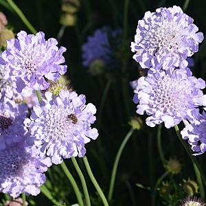 Scabiosa cauc. 'Perfecta' Pot 9cm.