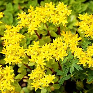 Sedum acre Pot 9cm.