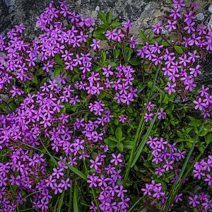 Silene schafta Pot 9cm.