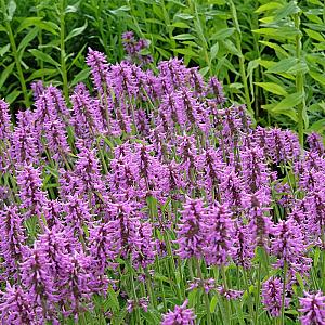Stachys monieri 'Hummelo' Pot 9cm.