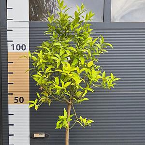 Citrus Mandarino stam Container 20 lt.