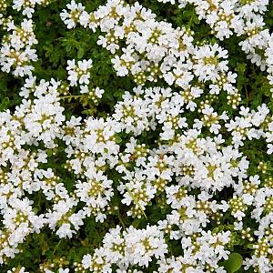 Thymus praecox 'Albiflorus' Pot 9cm.