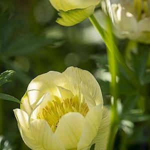 Trollius 'Alabaster' Pot 9cm.