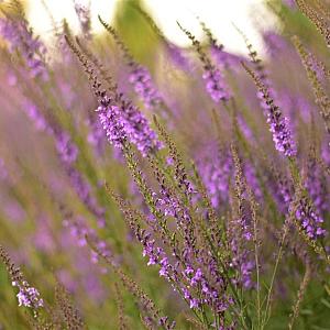 Verbena hastata 'Rosea' Pot 9cm.