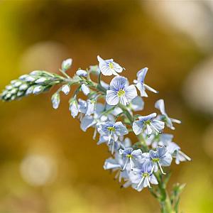 Veronica gentianoides Pot 9cm.