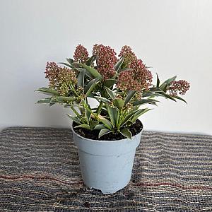 Skimmia jap. 'Mystic Marlot' Container 1,3lt. 10/15cm.