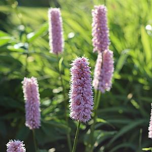 Persicaria bistorta Pot 9cm.