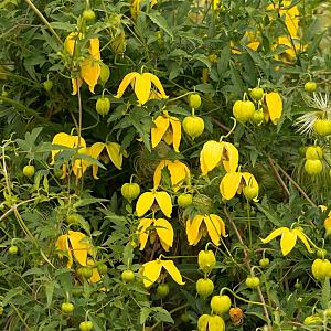 Clematis tangutica Container 2lt. 60/80cm.