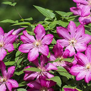 Clematis 'Ville de Lyon' Container 2lt. 60/80cm.