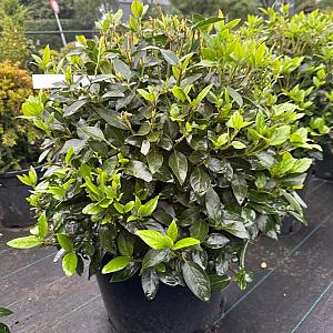 Viburnum Tinus Bolvorm Container 25lt. 50cm.