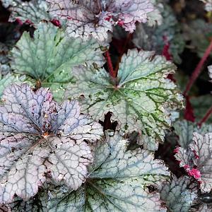 Heuchera 'Plum Pudding' Pot 9cm.