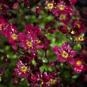 Saxifraga (A) 'Purpurmantel' Pot 9cm.