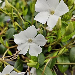 Vinca minor 'Alba' Pot 9cm.