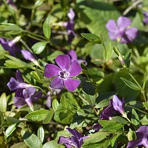 Vinca minor 'Atropurpurea' Pot 9cm.