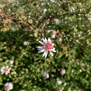 Aster l. 'Horizontalis' Pot 9cm.