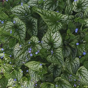 Brunnera mac. Jack Frost Pot 9cm.