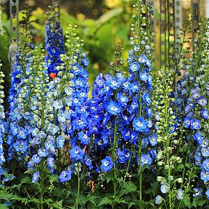 Delphinium (P) 'Blue Bird' Pot 9cm.